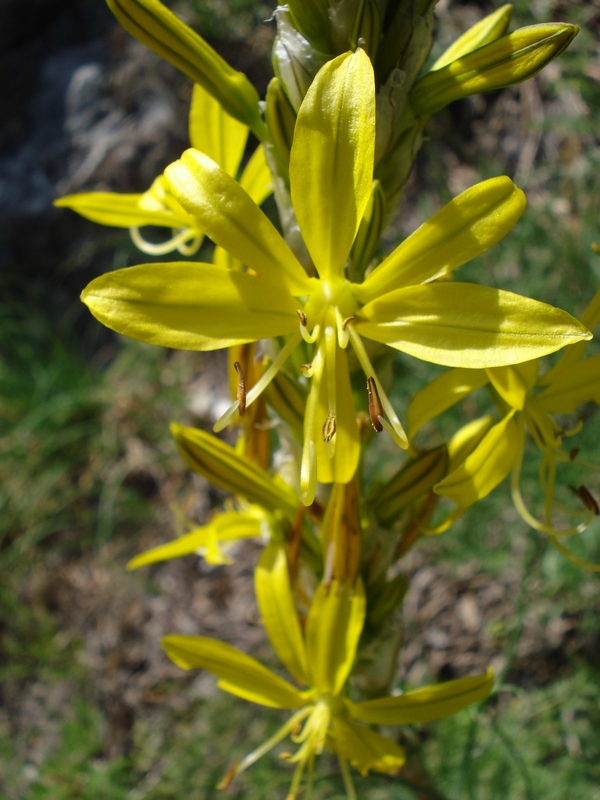 Asphodeline lutea / Asfodelo giallo